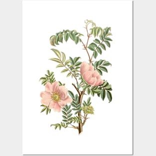 Wild Rose Flower Vintage Botanical Illustration Posters and Art